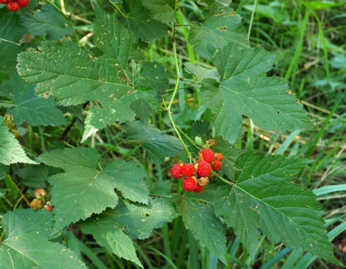 Ostružina ´Hara´ 5l