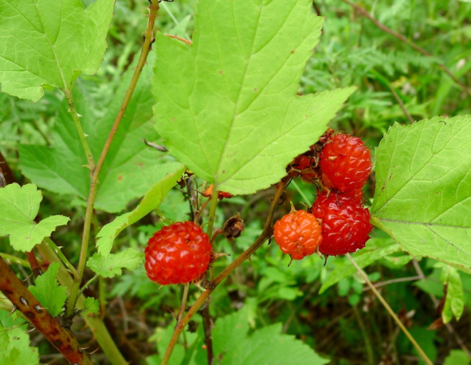 Ostružina ´Hara´ 5l