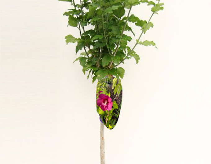 Ibišek  Flower Tower Gandini Van Aart Ruby na kmínku