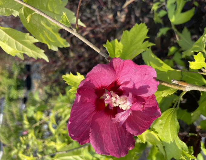 Ibišek  Flower Tower Gandini Van Aart Ruby na kmínku