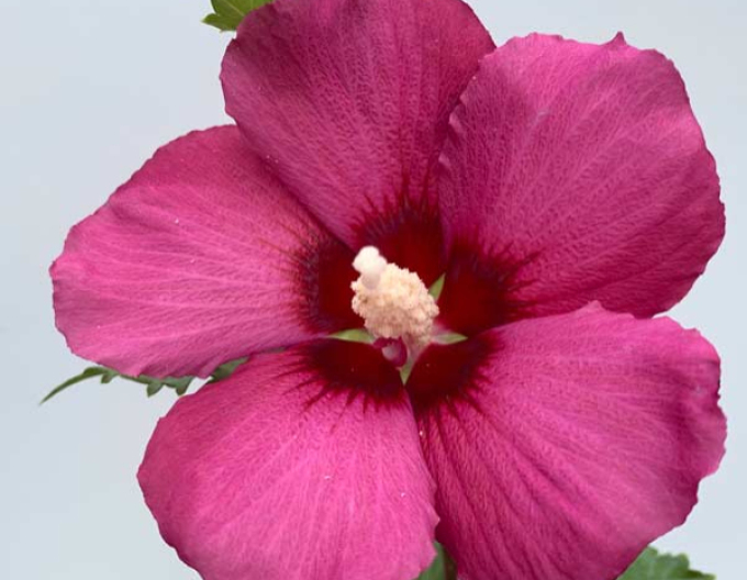 Ibišek  Flower Tower Gandini Van Aart Ruby na kmínku