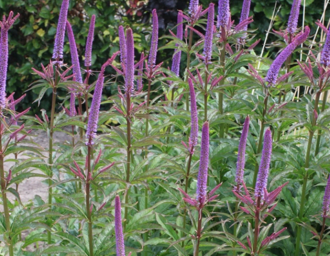 Veronicastrum ´Red Arrows´