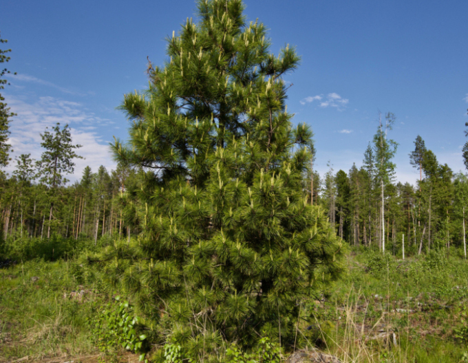 Borovice Limba