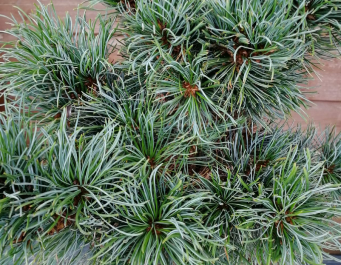 Borovice drobnokvětá ´Bergmann´