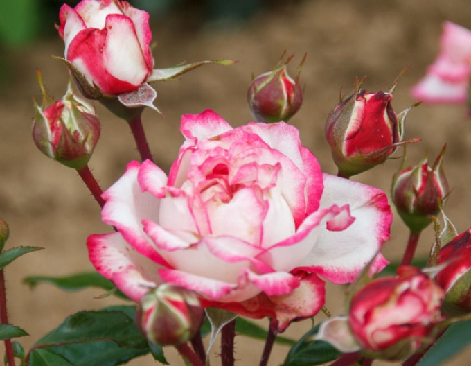 ROSE "Super Disco"