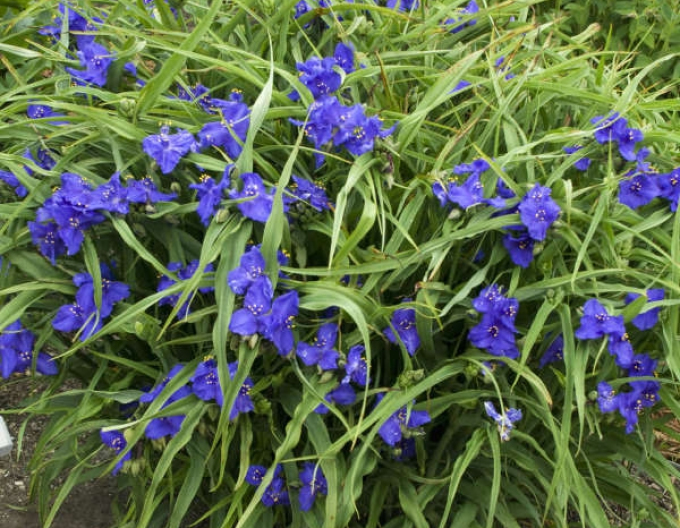 Podeňka Zwanenburg Blue