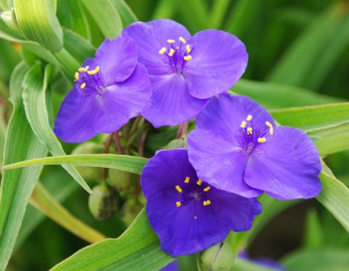 Podeňka Zwanenburg Blue