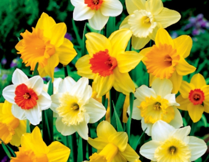 Narcis trubkovitý ´Mix´