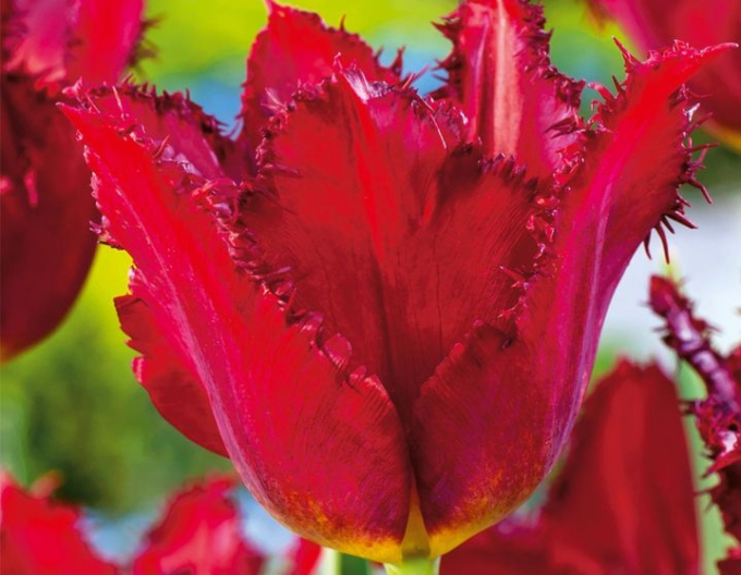 Tulipán Calibra