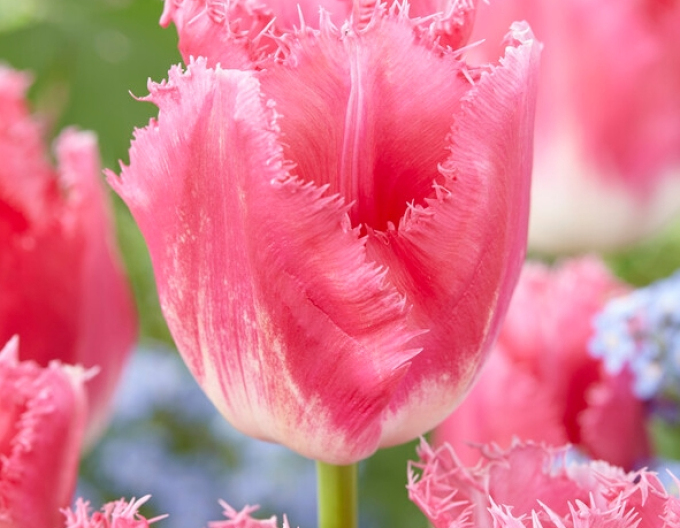 Tulipán Fancy Frills