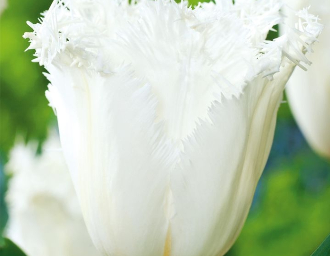 Tulipán Cambridge