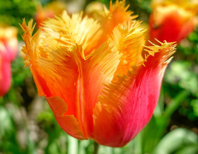 Tulipán třepenitý ’Lambada’