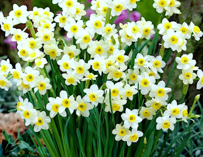 Narcis ´Minnow´