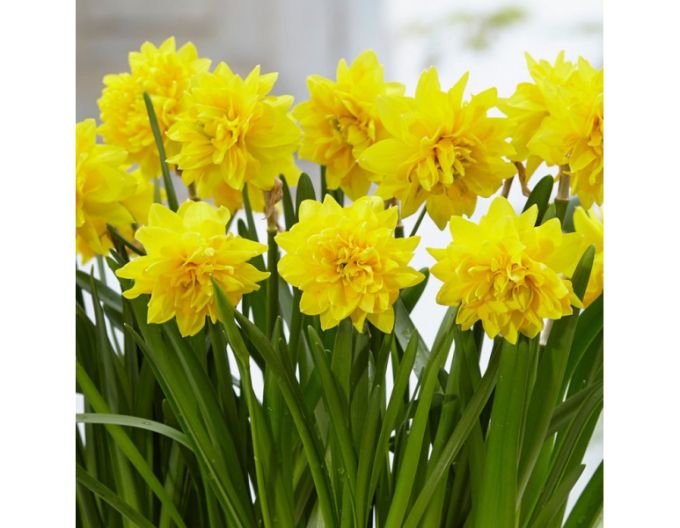 Narcis Tete Boucle