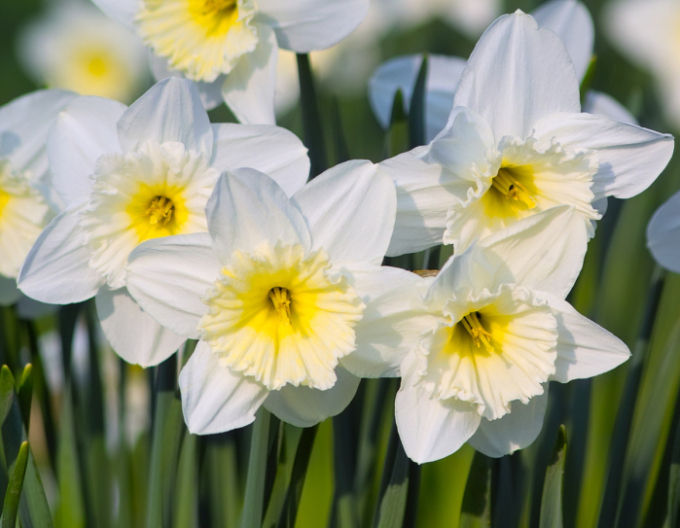 Narcis ´Mount Hood´