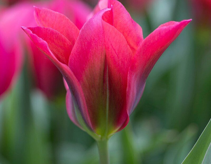 Tulipán (Viridiflora) ´Doll´s Minuet´