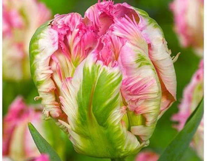 Tulipán zelenokvětý (Viridiflora) ´Green Wave´