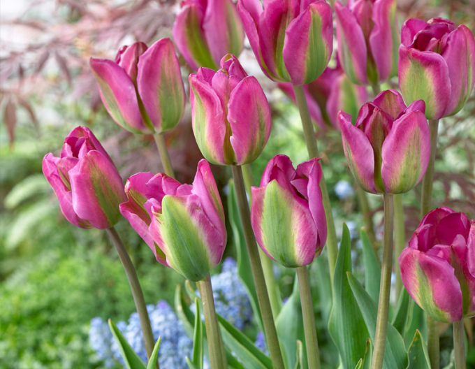 Tulipán (Viridiflora) ´Nightrider´