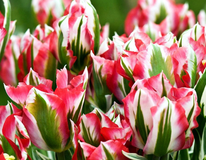 Tulipán zelenokvětý (Viridiflora) Esperanto