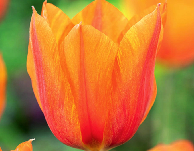 Tulipán Triumph El Nino