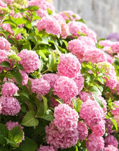Hortenzie velkolistá  Bouquet Rose