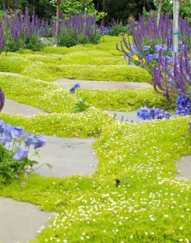 Úrazník  ´Lime Moss´