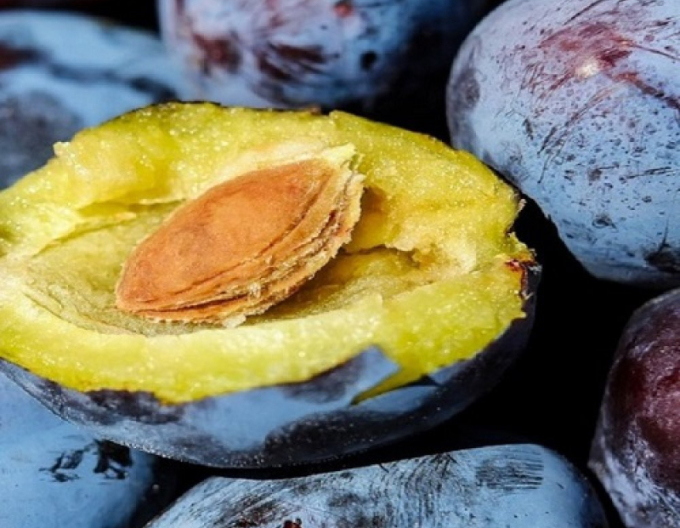 Švestka Bystrica muškátová podzimní