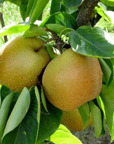 Asijská hruška ´Nitaka´, podn. Hrušeň planá, kont. 5l