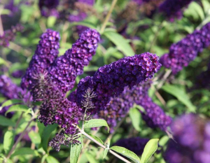 Budleja davidii Magda´Gold Knight