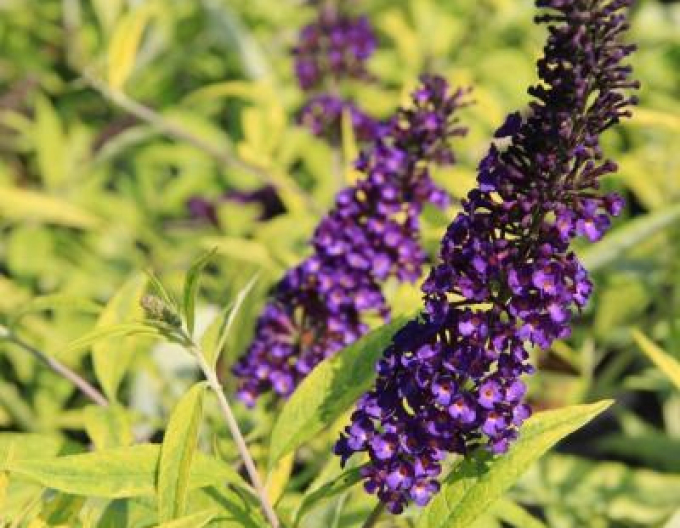 Budleja davidii Magda´Gold Knight