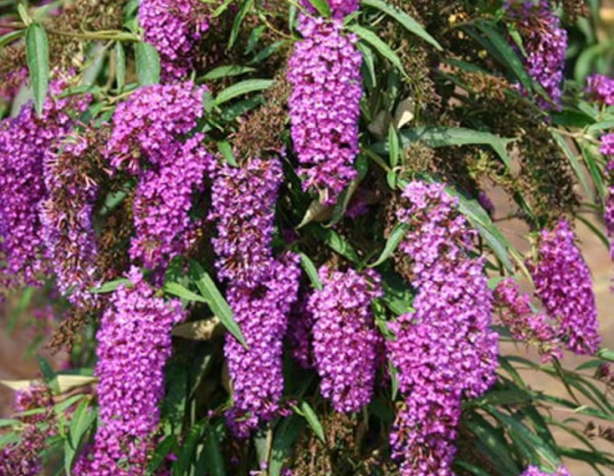 Budleja ´Nanho Purple´