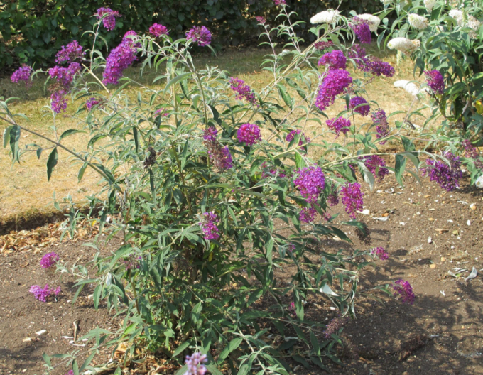 Budleja ´Nanho Purple´