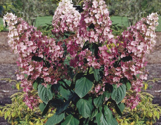 Hortenzie Pink Diamond