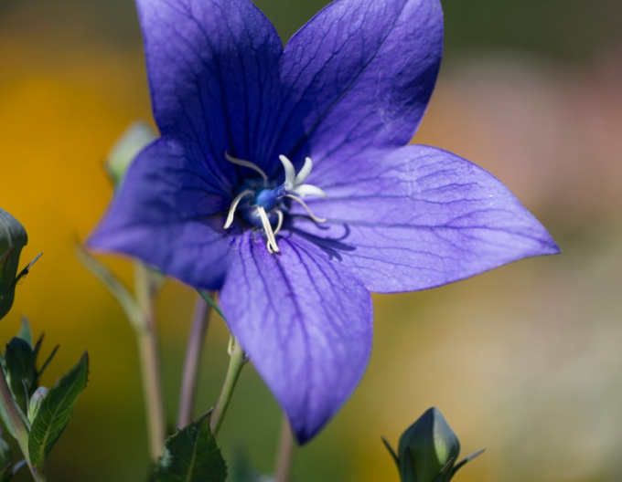 Boubelka ’Astra Blue’