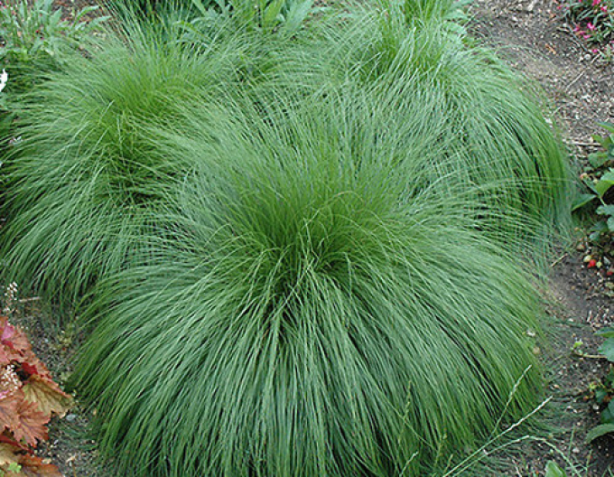 Opadavec - Sporobolus heterolepis