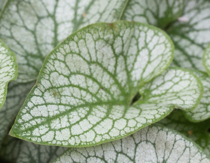 Brunnera velkolistá ´Alexander´s Great´