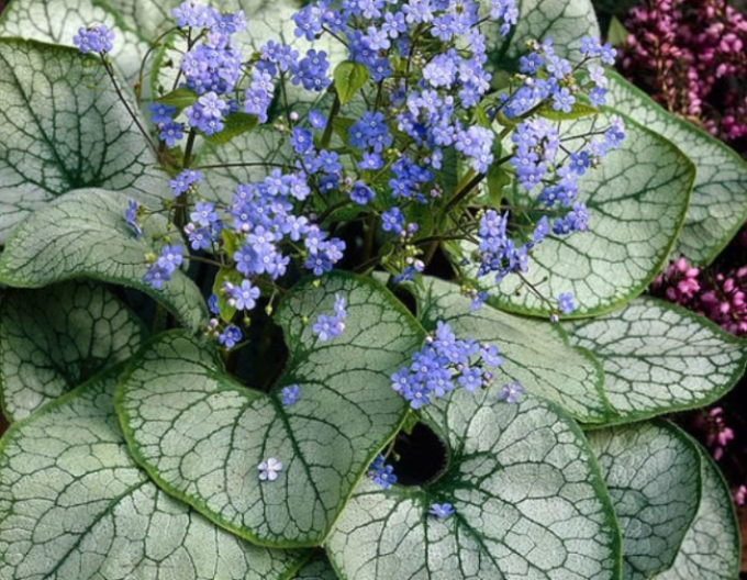 Brunnera velkolistá ´Alexander´s Great´