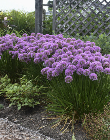 Okrasný česnek ´Millenium´