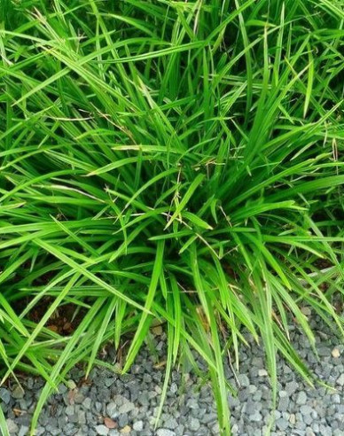 Ostřice japonská ´Irish Green´