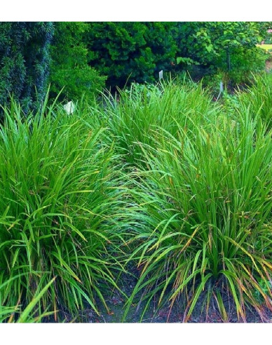 Ostřice japonská ´Irish Green´