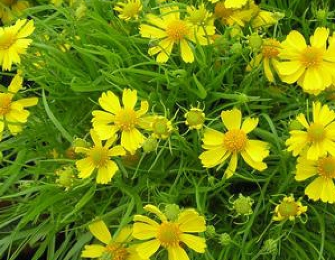 Helenium ´Dakota gold´