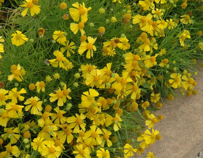 Helenium ´Dakota gold´