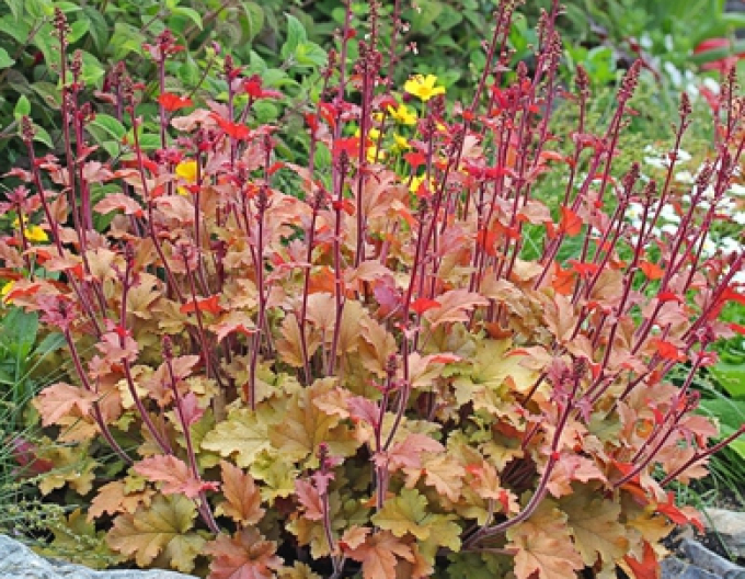 Heuchera " Marmeláda"