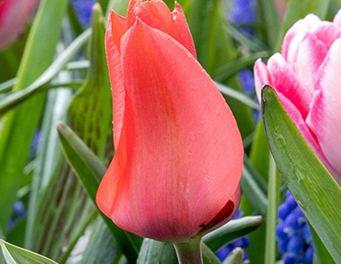 Tulipán greigi Oratorio
