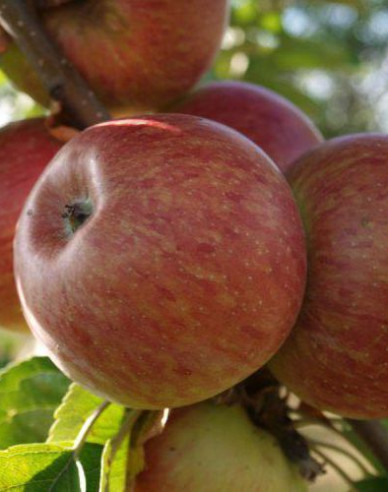 Sloupovitá jabloň ´Herald´ zimní, podn.MM106, kont. 2l