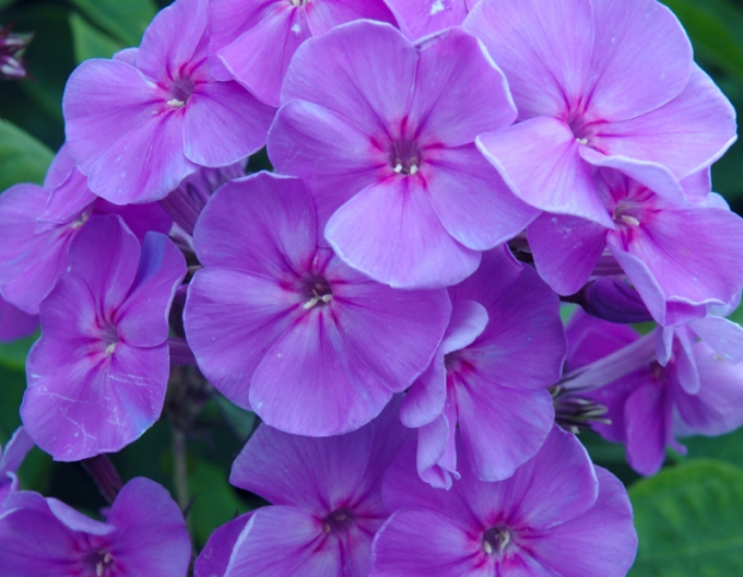 Flox Sweet Summer Ocean