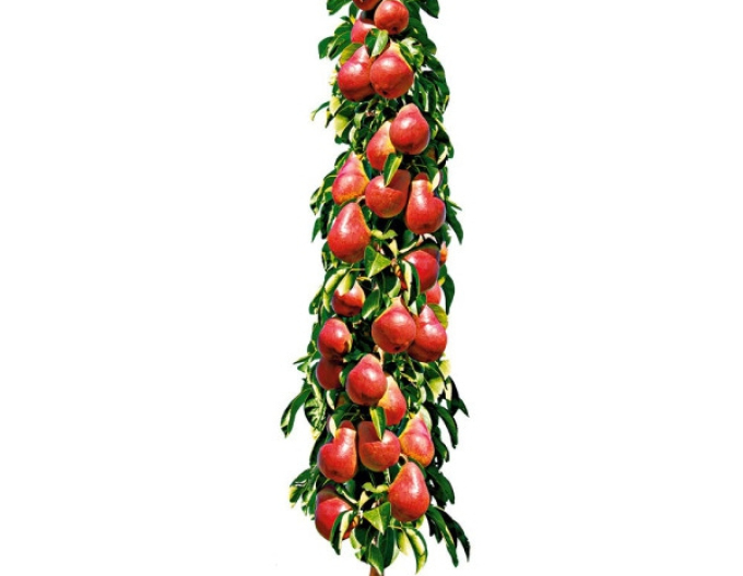 Hruška sloupovita ´Decora´, podn. Dula, kont. 2l