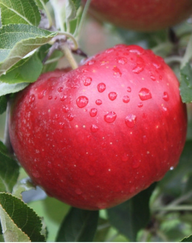 Zimní jabloň ´Idared´, podn. MM106, prostok.