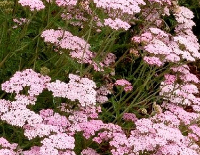 Řebříček  ´ Appleblossom´