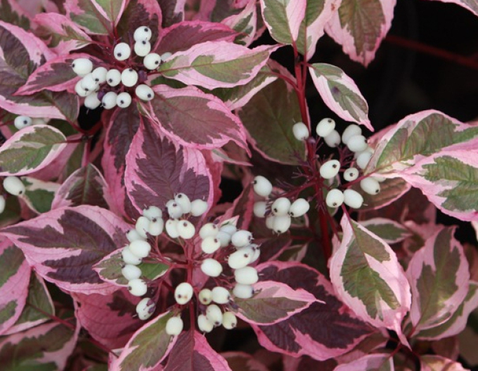 SIBIRICA VARIEGATA